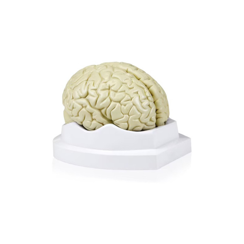 Modelo cerebro de 3 partes