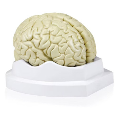Modelo cerebro de 3 partes
