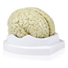Modelo cerebro de 3 partes