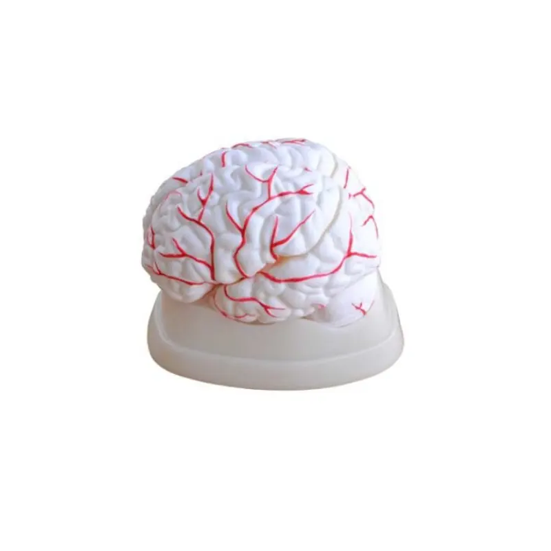 Modelo Anatómico Cerebro con Arterias (8 Partes) – ImportMed