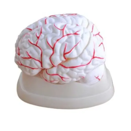 Modelo Anatómico Cerebro con Arterias (8 Partes) – ImportMed