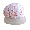 Modelo Anatómico Cerebro con Arterias (8 Partes) – ImportMed