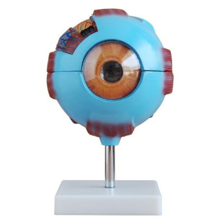 Modelo Ojo Humano Gigante – Anatomía detallada para educación