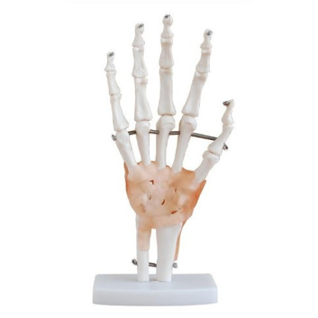 Modelo articulación mano natural - Anatomía educativa | Importmed