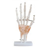 Modelo articulación mano natural - Anatomía educativa | Importmed