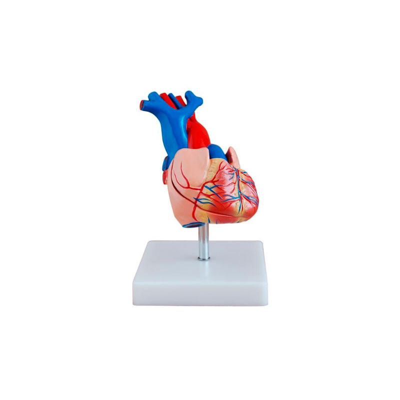 Modelo corazón humano tamaño natural – Importmed Ecuador