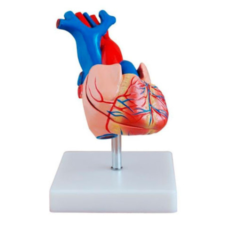 Modelo corazón humano tamaño natural – Importmed Ecuador